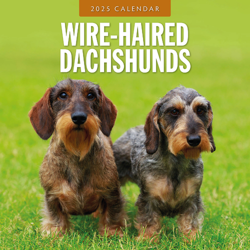 2025 Calendar Wire-Haired Dachshunds 16-Month Square Wall Red Robin RR250160