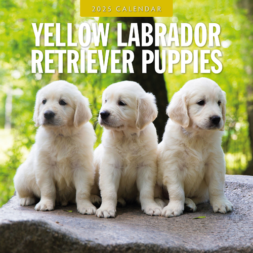 2025 Calendar Yellow Labrador Retriever Puppies 16-Month Square Wall Red Robin RR250162