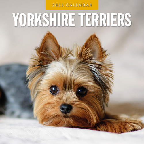 2025 Calendar Yorkshire Terriers 16-Month Square Wall Red Robin RR250164