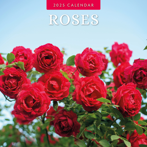 2025 Calendar Roses 16-Month Square Wall Red Robin RR250200