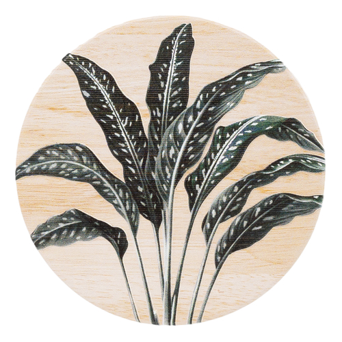 Splosh Exotic Coaster Fern Ceramic EXO028H