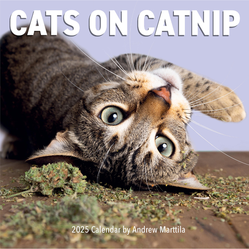 2025 Calendar Cats on Catnip Square Wall Workman Publishing