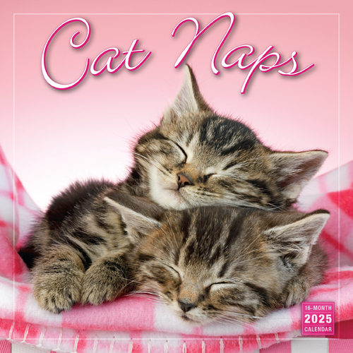 2025 Calendar Cat Naps 16-Month Square Wall Sellers Publishing S39670