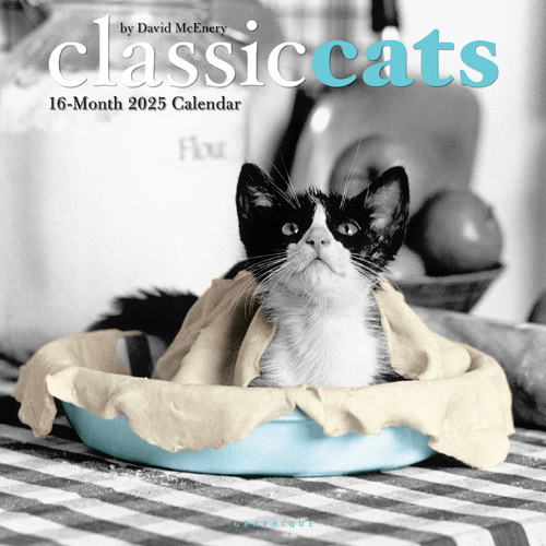 2025 Calendar Classic Cats 16-Month Square Wall Graphique GF34712