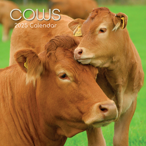 2025 Calendar Cows 16-Month Square Wall Gifted Stationery GSC24994