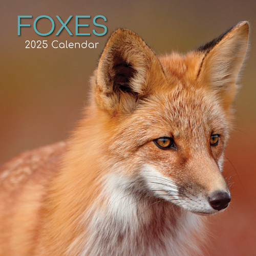 2025 Calendar Foxes 16-Month Square Wall Gifted Stationery GSC25039