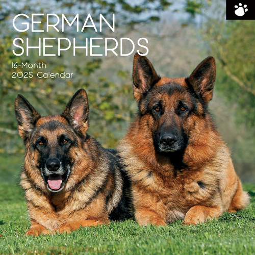 2025 Calendar German Shepherds 16-Month Square Wall Gifted Stationery GSC25048