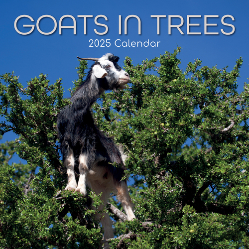 2025 Calendar Goats in Trees 16-Month Square Wall Gifted Stationery GSC25053