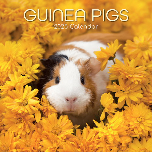 2025 Calendar Guinea Pigs 16-Month Square Wall Gifted Stationery GSC25057