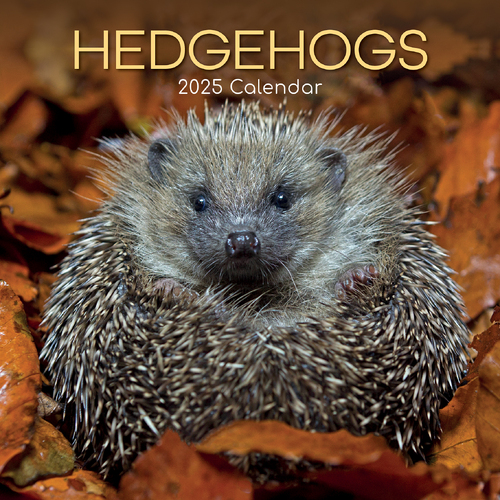 2025 Calendar Hedgehogs 16-Month Square Wall Gifted Stationery GSC25062