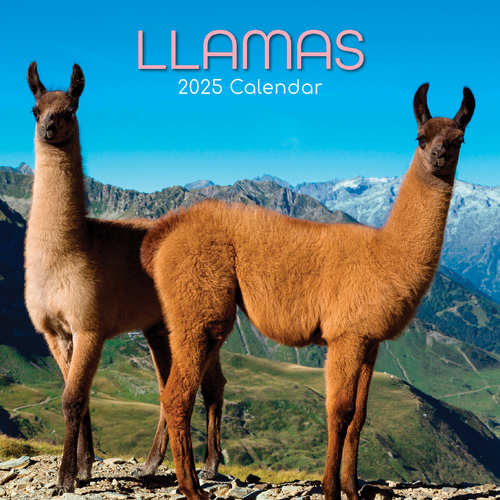 2025 Calendar Llamas 16-Month Square Wall Gifted Stationery GSC25106