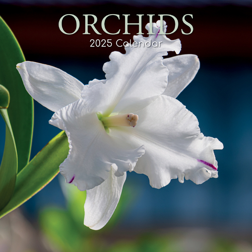 2025 Calendar Orchids 16-Month Square Wall Gifted Stationery GSC25143