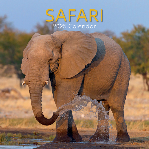 2025 Calendar Safari 16-Month Square Wall Gifted Stationery GSC25179