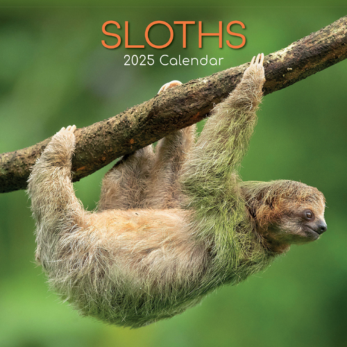 2025 Calendar Sloths 16-Month Square Wall Gifted Stationery GSC25189