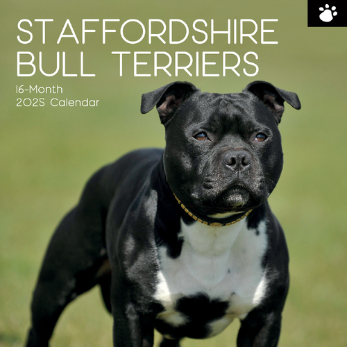 2025 Calendar Staffordshire Bull Terriers 16-Month Square Wall Gifted Stationery GSC25195