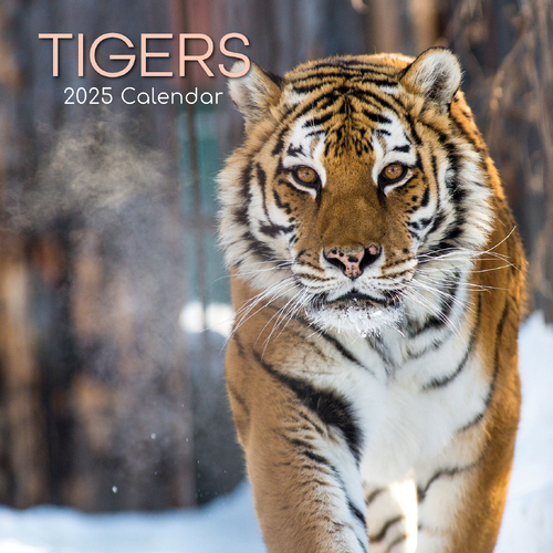 2025 Calendar Tigers 16-Month Square Wall Gifted Stationery GSC25218