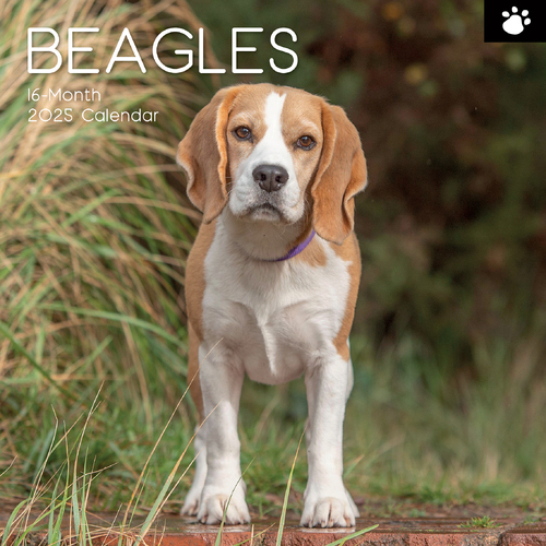 2025 Calendar Beagles 16-Month Square Wall Gifted Stationery GSC24916