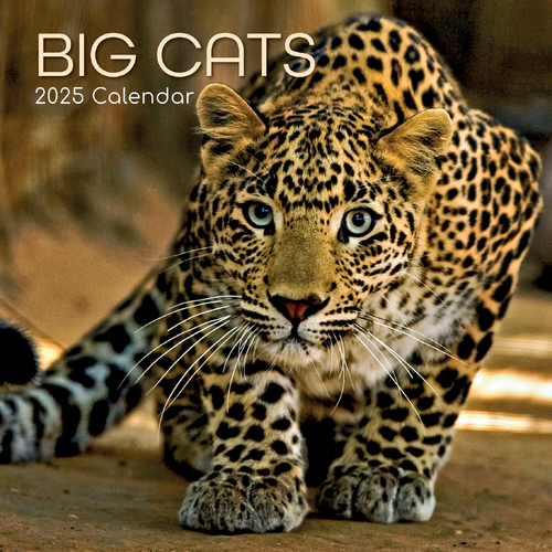 2025 Calendar Big Cats 16-Month Square Wall Gifted Stationery GSC24931