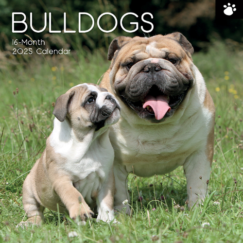 2025 Calendar Bulldogs 16-Month Square Wall Gifted Stationery GSC24951