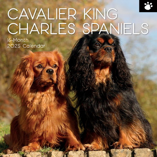 2025 Calendar Cavalier King Charles Spaniels 16-Month Square Wall Gifted Stationery GSC24965