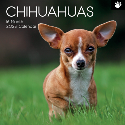 2025 Calendar Chihuahuas 16-Month Square Wall Gifted Stationery GSC24971