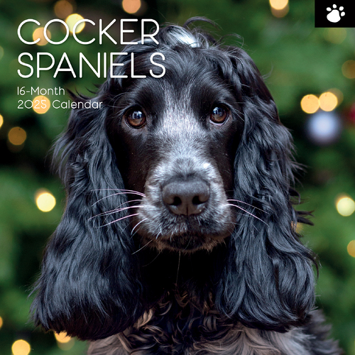 2025 Calendar Cocker Spaniels 16-Month Square Wall Gifted Stationery GSC24984