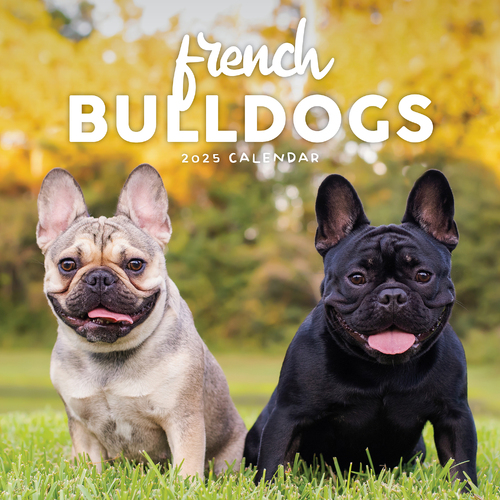 2025 Calendar French Bulldogs Square Wall Paper Pocket CPB17