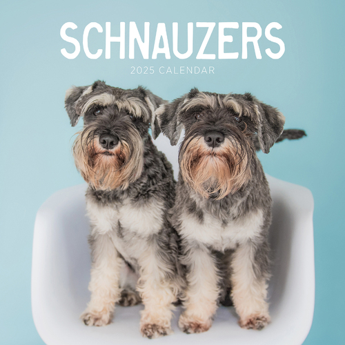 2025 Calendar Schnauzers Square Wall Paper Pocket CAB56