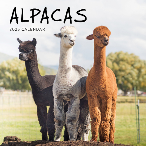 2025 Calendar Alpacas Square Wall Paper Pocket CAB57