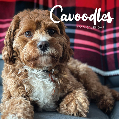 2025 Calendar Cavoodles Square Wall Paper Pocket CAB44