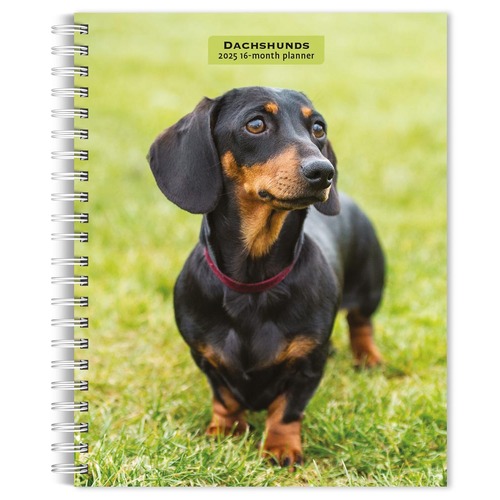 2025 16-Month Planner Dachshunds Weekly Engagement Browntrout BT73174