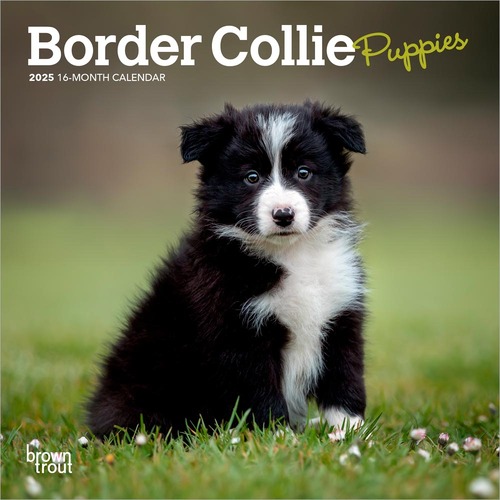 2025 Calendar Border Collie Puppies 16-Month Mini Wall Browntrout BT73419