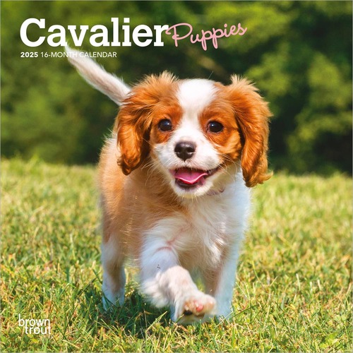 2025 Calendar Cavalier Puppies 16-Month Mini Wall Browntrout BT73518