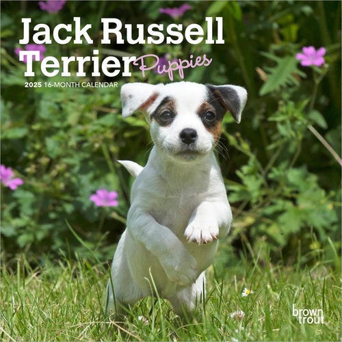 2025 Calendar Jack Russell Terrier Puppies 16-Month Mini Wall Browntrout BT73686