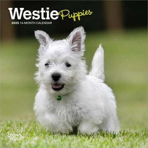 2025 Calendar Westie Puppies 16-Month Mini Wall Browntrout BT74058