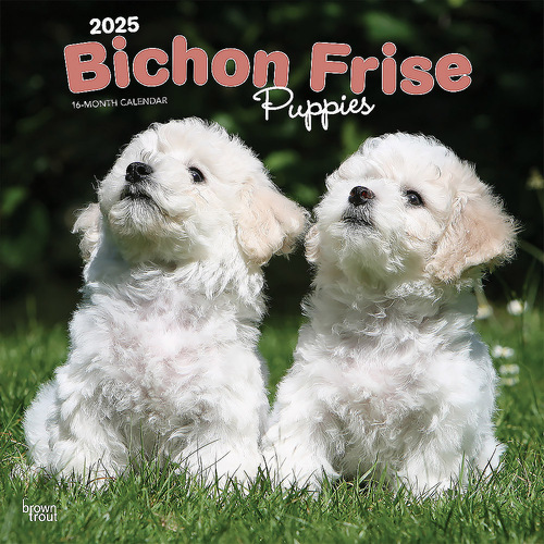 2025 Calendar Bichon Frise Puppies 16-Month Square Wall Browntrout BT74508