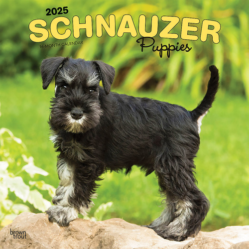 2025 Calendar Schnauzer Puppies 16-Month Square Wall Browntrout BT75666