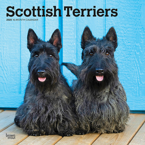 2025 Calendar Scottish Terriers 16-Month Square Wall Browntrout BT75673