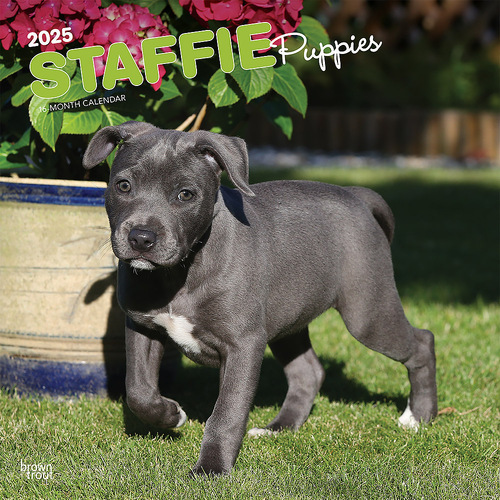 2025 Calendar Staffordshire Bull Terrier Puppies 16-Month Square Wall Browntrout BT75741