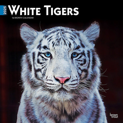 2025 Calendar White Tigers 16-Month Square Wall Browntrout BT75932