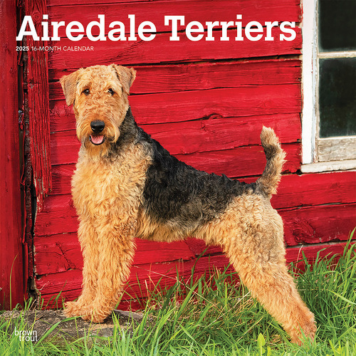 2025 Calendar Airedale Terriers 16-Month Square Wall Browntrout BT76472