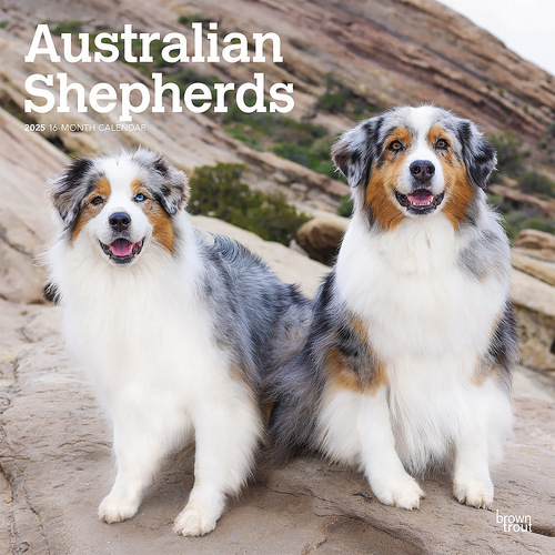 2025 Calendar Australian Shepherds 16-Month Square Wall Browntrout BT76557