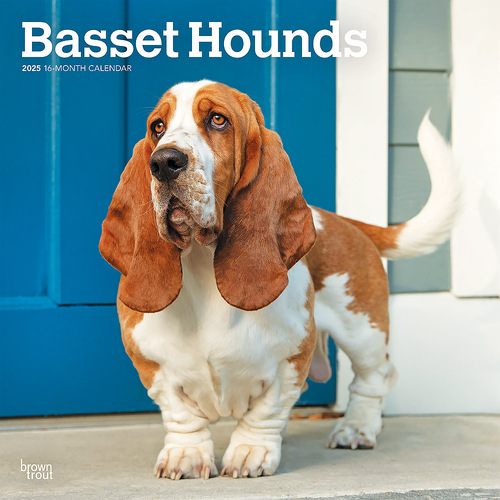 2025 Calendar Basset Hounds 16-Month Square Wall Browntrout BT76595