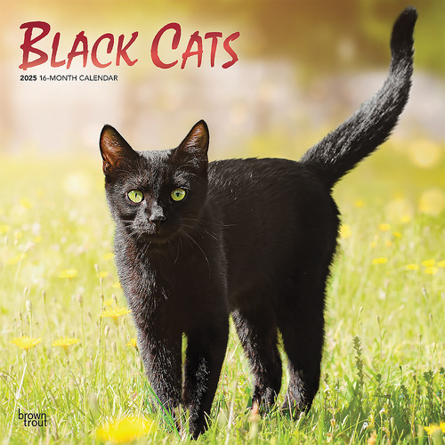 2025 Calendar Black Cats 16-Month Square Wall Browntrout BT76649