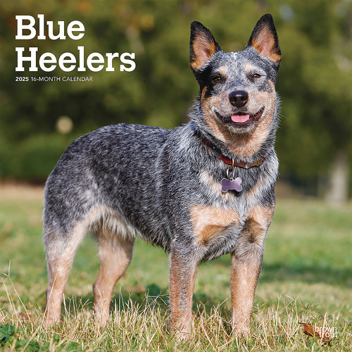 2025 Calendar Blue Heelers 16-Month Square Wall Browntrout BT76663