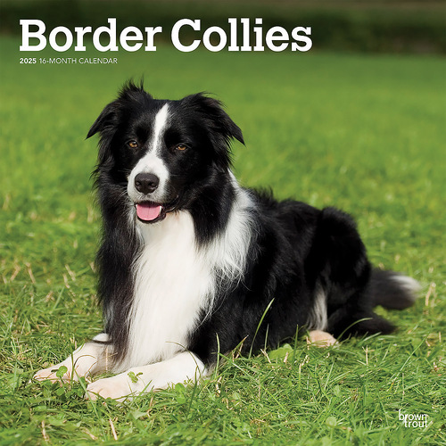 2025 Calendar Border Collies 16-Month Square Wall Browntrout BT76687