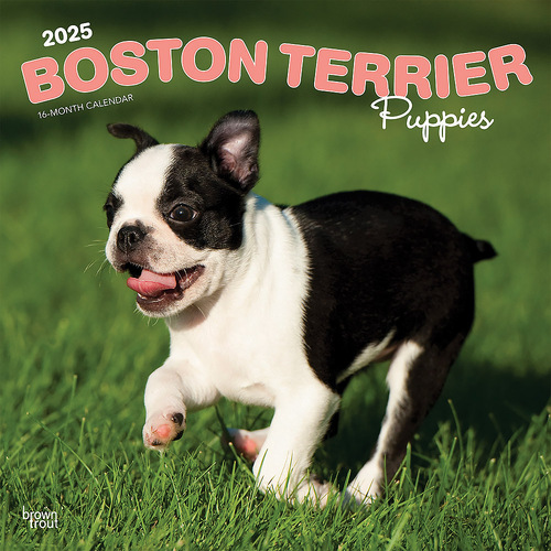 2025 Calendar Boston Terrier Puppies 16-Month Square Wall Browntrout BT76694