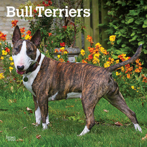 2025 Calendar Bull Terriers 16-Month Square Wall Browntrout BT76748