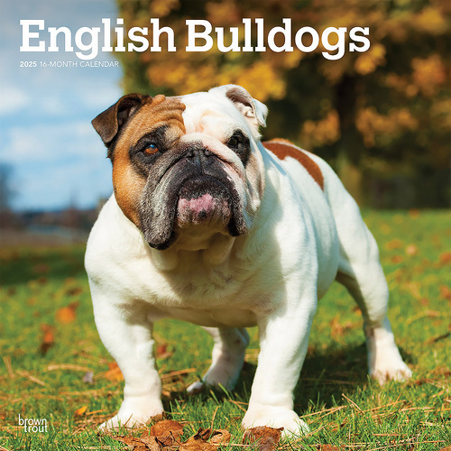 2025 Calendar English Bulldogs 16-Month Square Wall Browntrout BT76755