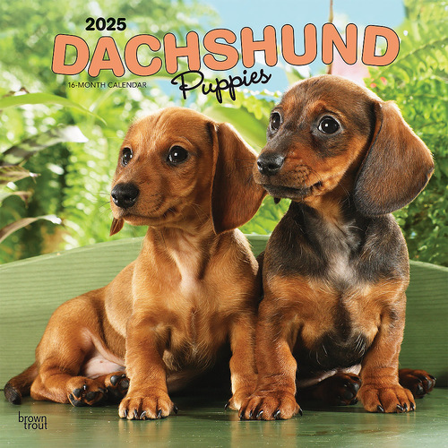 2025 Calendar Dachshund Puppies 16-Month Square Wall Browntrout BT76908